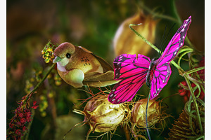 Montage
