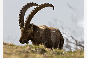 König der Alpen
