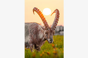 König der Berge