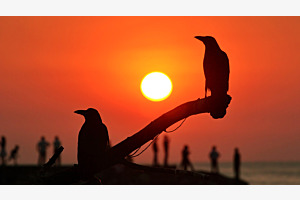 Sunset raven