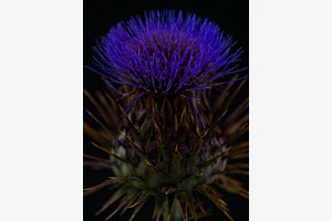 Cynara Cardunculus