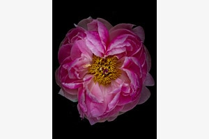 Paeonia Officinalis