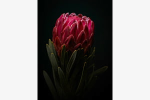 Protea
