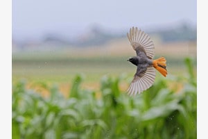Flug über das Maisfeld