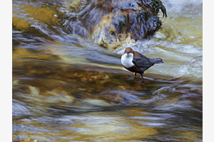 Wasseramsel in ihrem Element