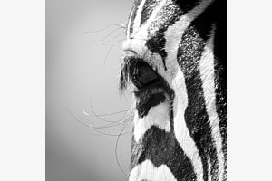 The Eye of the Zebra