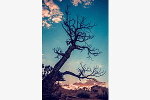 The old tree