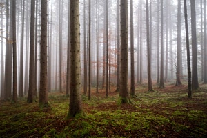 Heimischer Wald im Nebel