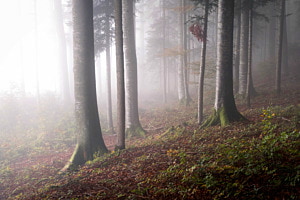 Mystische Waldstimmung