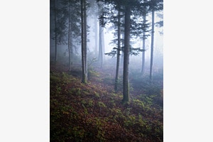 Wald im Nebel