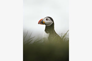 Puffin am Meer Puffin am Meer