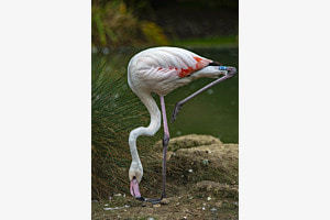 Flamingo in Pose