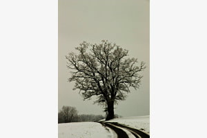 Tree Black and White
