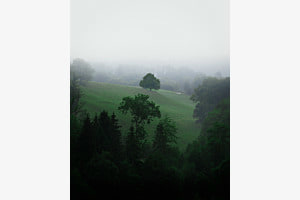 Tree in the Fog
