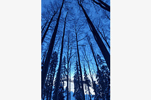 Trees Trees