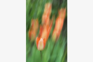 Tulpen