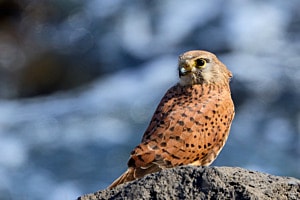 Turmfalke, Teneriffa Turmfalke, Teneriffa