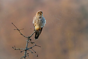 Turmfalke
