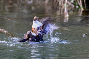 Wasseramsel bei der Paarung