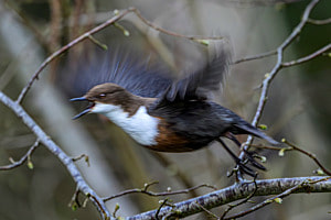 Wasseramsel beim Abflug