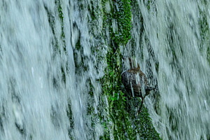Wasseramsel