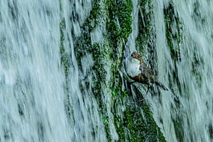 Wasseramsel am Wasserfall
