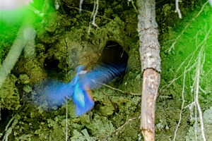 Anflug zur Bruthöhle