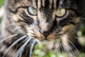 Unheimlicher Blick