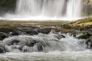 Tine de Conflens 1