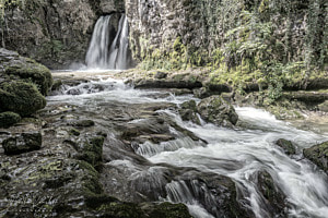 Tine de Conflens 2