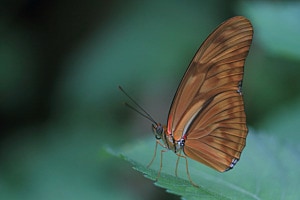 Fackel, Juliafalter (Dryas iulia (Fabricius, 1775), Nymphalidae)
