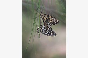 Limetten-Schwalbenschwanz (Papilio demoleus (Linnaeus, 1758), Papilionidae)