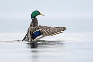 Stockente