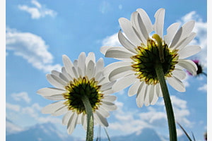 Die Raupe
