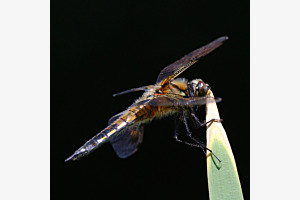 Libelle