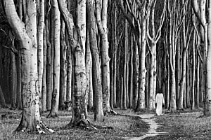 Wald