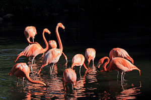 Rosarot - Flamingos im Weltvogelpark Walsrode