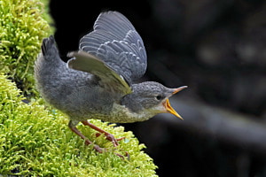 die hungrige Wasseeramsel