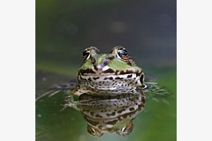 Frosch im Teich