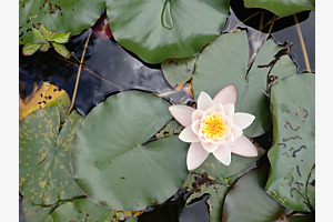 Wasserrose
