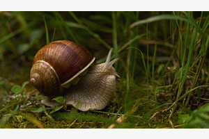 Weinbergschnecke