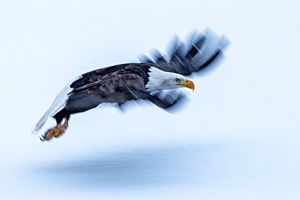 Weisskopfseeadler