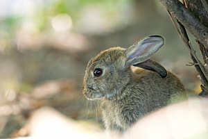Wildkaninchen