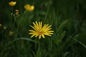 Wiesen-Bocksbart