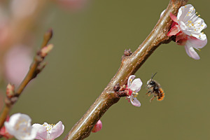 Wildbiene an Aprikosenblüten
