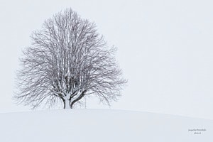Winterbaum