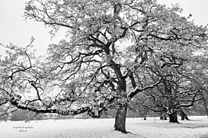 Winterbaum 2