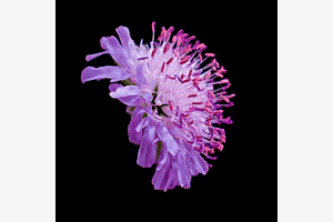 Witwenblume
