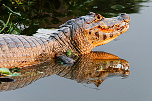 Caiman