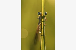Neugierige Libelle